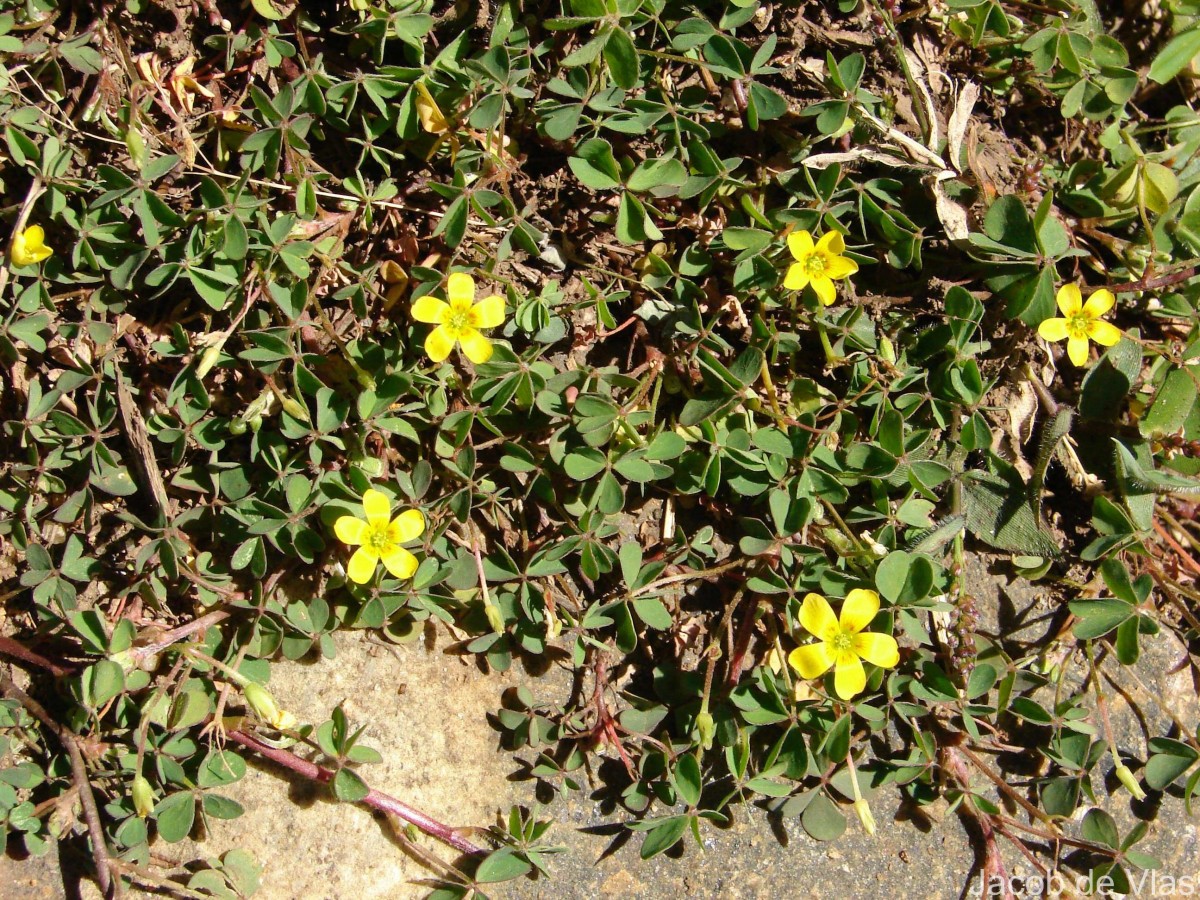 Oxalis corniculata L.